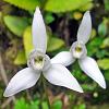 Palomita (Dog Orchid) - native